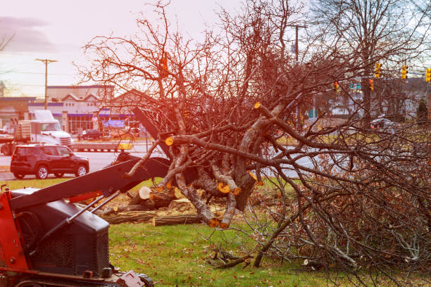 How Our Tree Care Process Works  in  Rancho Palos Verdes, CA